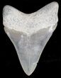 Bone Valley Megalodon Tooth - Great Tip #18317-2